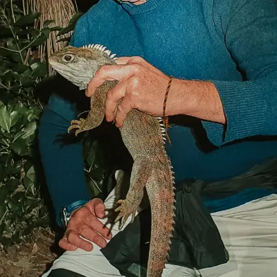 Spinyback Tuatara Article Survey 01