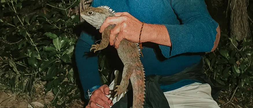 Spinyback Tuatara Article Survey 01