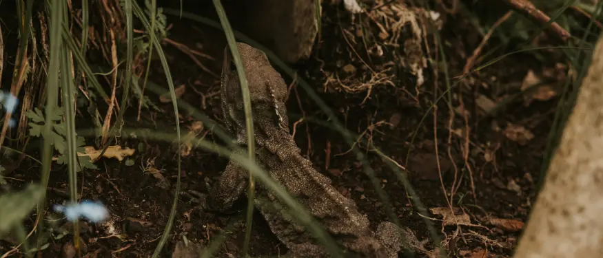 Spinyback Tuatara Banner Stories